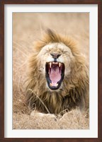 Framed Lion (Panthera leo) yawning in a forest, Ngorongoro Crater, Ngorongoro, Tanzania