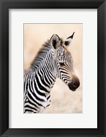 Framed Close-up of a Burchell's Zebra (Equus burchelli), Ngorongoro Crater, Ngorongoro, Tanzania