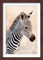 Framed Close-up of a Burchell's Zebra (Equus burchelli), Ngorongoro Crater, Ngorongoro, Tanzania