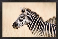 Framed Burchell Zebra, Ngorongoro Crater, Ngorongoro, Tanzania