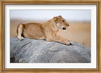 Framed Close Up of a Lioness (Panthera leo) Sitting on a Rock, Serengeti, Tanzania