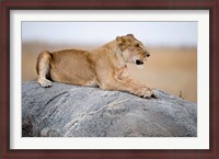 Framed Close Up of a Lioness (Panthera leo) Sitting on a Rock, Serengeti, Tanzania