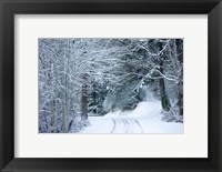 Framed Forest in Winter, Washington State