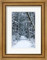 Framed Snow Covered Road Through a Forest, Washington State