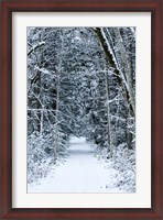 Framed Snow Covered Road Through a Forest, Washington State