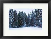 Framed Trees along a snow covered road in a forest, Washington State, USA