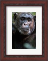 Framed Close-up of a Chimpanzee (Pan troglodytes), Kibale National Park, Uganda