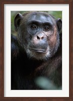 Framed Close-up of a Chimpanzee (Pan troglodytes), Kibale National Park, Uganda