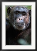 Framed Close-up of a Chimpanzee (Pan troglodytes), Kibale National Park, Uganda