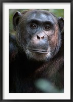 Framed Close-up of a Chimpanzee (Pan troglodytes), Kibale National Park, Uganda