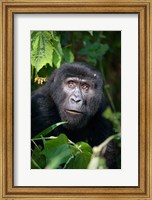 Framed Close-up of a Mountain Gorilla (Gorilla beringei beringei), Bwindi Impenetrable National Park, Uganda