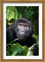 Framed Close-up of a Mountain Gorilla (Gorilla beringei beringei), Bwindi Impenetrable National Park, Uganda
