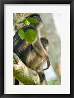 Framed Red Colobus monkey with its young one on a tree, Kibale National Park, Uganda
