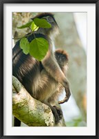 Framed Red Colobus monkey with its young one on a tree, Kibale National Park, Uganda