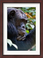 Framed Chimpanzee, Kibale National Park, Uganda