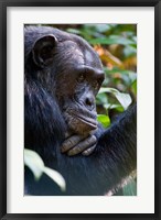 Framed Chimpanzee, Kibale National Park, Uganda