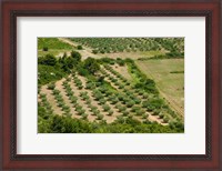 Framed Olive trees in field, Les Baux-de-Provence, Bouches-Du-Rhone, Provence-Alpes-Cote d'Azur, France