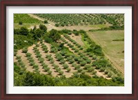 Framed Olive trees in field, Les Baux-de-Provence, Bouches-Du-Rhone, Provence-Alpes-Cote d'Azur, France