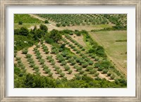 Framed Olive trees in field, Les Baux-de-Provence, Bouches-Du-Rhone, Provence-Alpes-Cote d'Azur, France