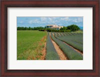 Framed Lavender field, Plateau de Valensole, Alpes-de-Haute-Provence, Provence-Alpes-Cote d'Azur, France