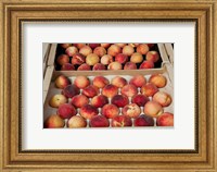 Framed Peaches at a market stall, Lourmarin, Vaucluse, Provence-Alpes-Cote d'Azur, France