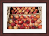 Framed Peaches at a market stall, Lourmarin, Vaucluse, Provence-Alpes-Cote d'Azur, France