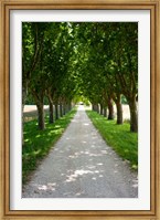 Framed Treelined along a road, Vaugines, Vaucluse, Provence-Alpes-Cote d'Azur, France