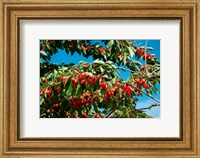 Framed Cherries to be Harvested, Cucuron, Vaucluse, Provence-Alpes-Cote d'Azur, France (horizontal)