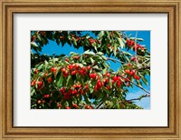 Framed Cherries to be Harvested, Cucuron, Vaucluse, Provence-Alpes-Cote d'Azur, France (horizontal)