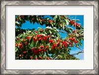 Framed Cherries to be Harvested, Cucuron, Vaucluse, Provence-Alpes-Cote d'Azur, France (horizontal)