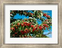 Framed Cherries to be Harvested, Cucuron, Vaucluse, Provence-Alpes-Cote d'Azur, France (horizontal)