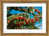 Framed Cherries to be Harvested, Cucuron, Vaucluse, Provence-Alpes-Cote d'Azur, France (horizontal)