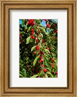 Framed Cherries to be Harvested, Cucuron, Vaucluse, Provence-Alpes-Cote d'Azur, France (vertical)