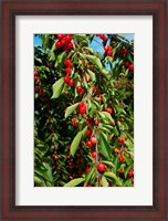 Framed Cherries to be Harvested, Cucuron, Vaucluse, Provence-Alpes-Cote d'Azur, France (vertical)
