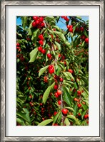 Framed Cherries to be Harvested, Cucuron, Vaucluse, Provence-Alpes-Cote d'Azur, France (vertical)