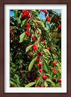 Framed Cherries to be Harvested, Cucuron, Vaucluse, Provence-Alpes-Cote d'Azur, France (vertical)