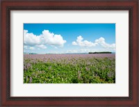 Framed Field with flowers near D8, Brunet, Plateau de Valensole, Alpes-de-Haute-Provence, Provence-Alpes-Cote d'Azur, France