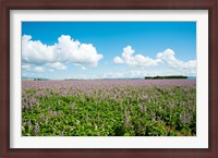 Framed Field with flowers near D8, Brunet, Plateau de Valensole, Alpes-de-Haute-Provence, Provence-Alpes-Cote d'Azur, France