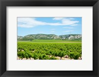 Framed Vineyards with hills in the background, Alpilles, Route d'Orgon, Eyguieres, Bouches-Du-Rhone, Provence-Alpes-Cote d'Azur, France