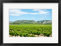 Framed Vineyards with hills in the background, Alpilles, Route d'Orgon, Eyguieres, Bouches-Du-Rhone, Provence-Alpes-Cote d'Azur, France