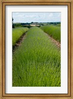 Framed Lavender Field, Route de Manosque, Plateau de Valensole, Alpes-de-Haute-Provence, Provence-Alpes-Cote d'Azur, France