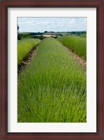 Framed Lavender Field, Route de Manosque, Plateau de Valensole, Alpes-de-Haute-Provence, Provence-Alpes-Cote d'Azur, France