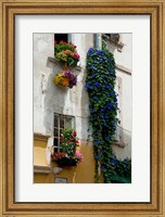 Framed Building with flower pots on each window, Rue Des Arenes, Arles, Bouches-Du-Rhone, Provence-Alpes-Cote d'Azur, France