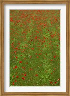 Framed Poppy Field in Bloom, Les Gres, Sault, Vaucluse, Provence-Alpes-Cote d'Azur, France (vertical)