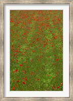 Framed Poppy Field in Bloom, Les Gres, Sault, Vaucluse, Provence-Alpes-Cote d'Azur, France (vertical)