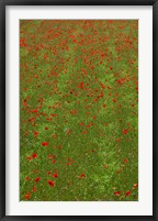 Framed Poppy Field in Bloom, Les Gres, Sault, Vaucluse, Provence-Alpes-Cote d'Azur, France (vertical)