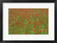 Framed Poppy Field in Bloom, Les Gres, Sault, Vaucluse, Provence-Alpes-Cote d'Azur, France (horizontal)