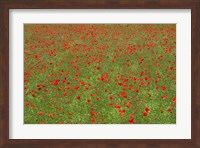 Framed Poppy Field in Bloom, Les Gres, Sault, Vaucluse, Provence-Alpes-Cote d'Azur, France (horizontal)