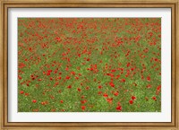 Framed Poppy Field in Bloom, Les Gres, Sault, Vaucluse, Provence-Alpes-Cote d'Azur, France (horizontal)