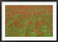 Framed Poppy Field in Bloom, Les Gres, Sault, Vaucluse, Provence-Alpes-Cote d'Azur, France (horizontal)